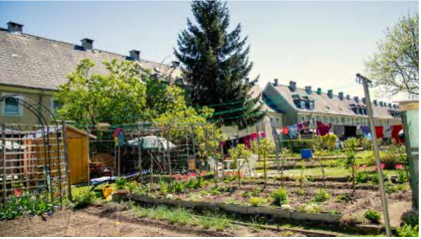 Urban Gardening seit 80 Jahren. Foto: IGKSV